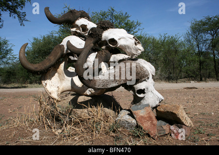 Pila di African Buffalo teschi Syncerus caffer presi nel Serengeti NP, Tanzania Foto Stock