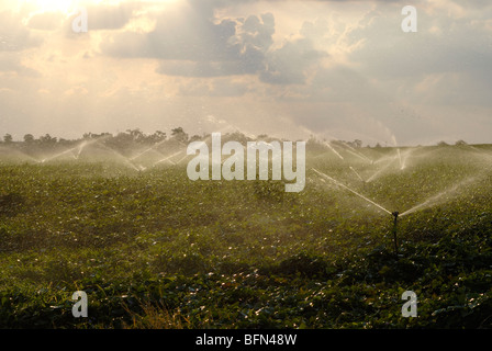 Israele Negev, campi di irrigazione con sprinkler Foto Stock