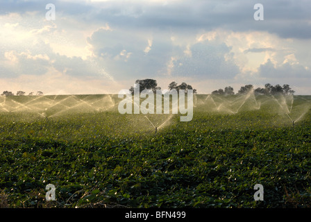 Israele Negev, campi di irrigazione con sprinkler Foto Stock
