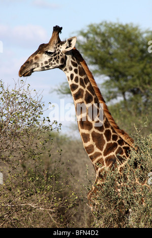 Masai Giraffe Giraffa camelopardalis tippelskirchi presi nel Serengeti NP, Tanzania Foto Stock