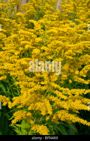 Canada oro (Solidago canadensis), fioritura. Foto Stock