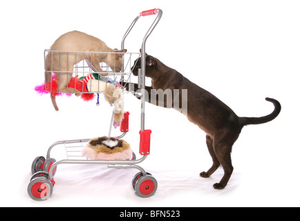 Gatto birmano e gattini shopping Studio Foto Stock