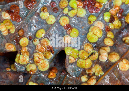 Spangle comune galli su foglie di quercia; causato da Neuroterus quercusbaccarum wasp Foto Stock