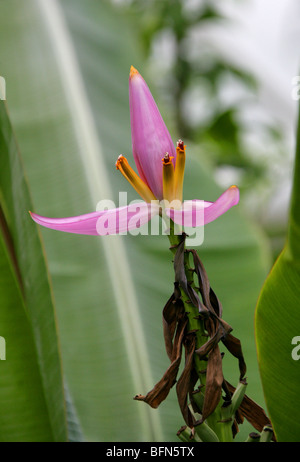 Peeling Self Banana Rosa aka Banana, Hairy Banana, Rosa a frutto di Banana o seminate Banana, Musa velutina, Musaceae, Assam, India Foto Stock