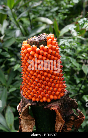 Titan Arum, Amorphophallus titanum, Araceae. Dopo la fioritura e che mostra la testa di sementi. Foto Stock