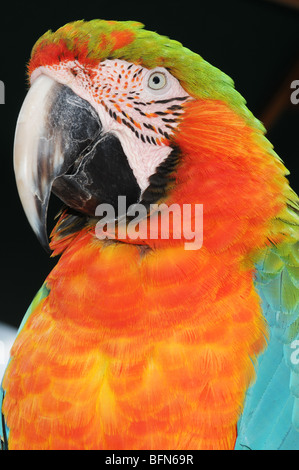 Scarlet Macaw (Ara macao). È nativo agli ambienti umidi foreste sempreverdi in American tropics. Foto Stock