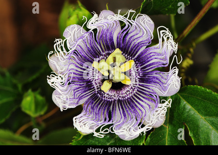 Passiflora "Elizabeth' blossom closeup. Passione vigne (Passiflora) sono un genere di circa 500 specie di piante da fiore Foto Stock