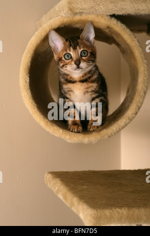 Il Bengala gattino singolo giovane maschio in ambienti interni Foto Stock