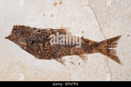 Pesci fossili, Knightia, dal fiume Verde Formazione, stazione di fossili, Wyoming. Periodo Eocene Foto Stock