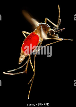 Una femmina di vettore Aedes aegypti in volo con un neo-ottenuto farina di sangue visibile attraverso il suo addome trasparente Foto Stock