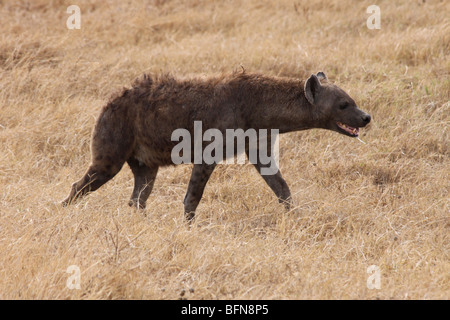 Spotted Hyena Crocuta crocuta prese nel cratere di Ngorongoro, Tanzania Foto Stock