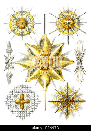 Il ventunesimo piastra da Ernst Haeckel's Kunstformen der Natur (1904), raffigurante radiolari classificati come Acanthometra. Foto Stock