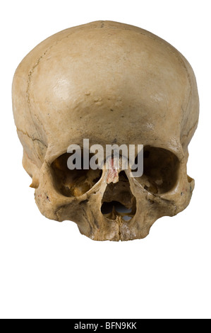 Cranio umano intaglio contro uno sfondo bianco Foto Stock