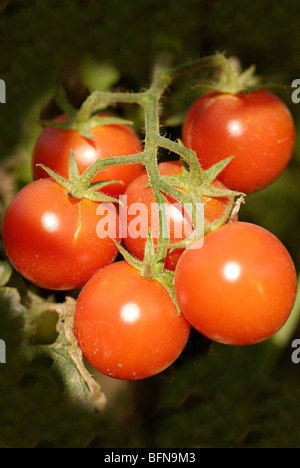 Pomodoro ciliegino (Solanum lycopersicum var. cerasiforme) Foto Stock