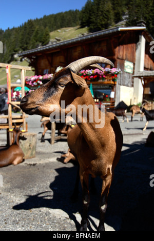 Capre di montagna nel villaggio di Les Lindarets, Francia Foto Stock