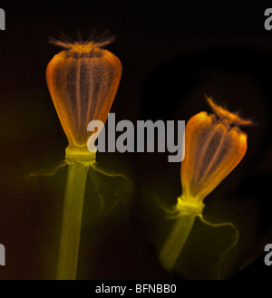 Colorizzato immagine a raggi x di capsule con semi di papavero Foto Stock
