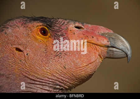 California Condor (Gymnogyps californianus) - Captive - California - USA - IUCN designato le specie in via di estinzione Foto Stock