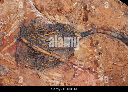 Crinoidi fossili, noto anche come gigli di mare o giù-stelle, sono animali marini Foto Stock
