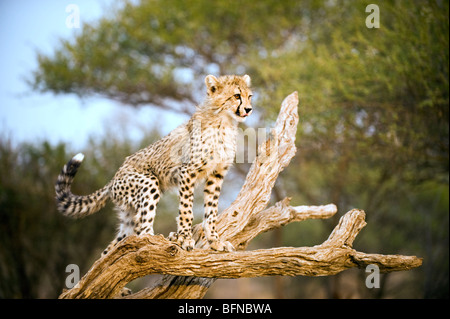 Ritratto di un ghepardo Cub in una struttura ad albero Foto Stock