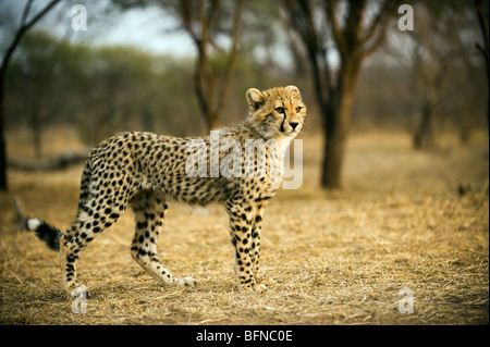 Cheetah Cub ritratto Foto Stock