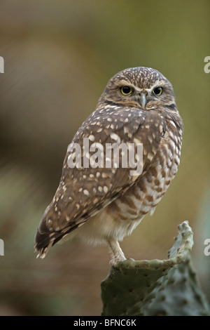 Scavando la civetta (Athene cunicularia) - Captive - California - USA Foto Stock