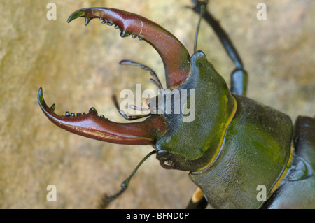 Coleottero del cervo, Lucanus cervus, maschio, primo piano di mandibole o corna su maschio, Regno Unito. Giugno. Foto Stock