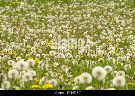 Dente di leone, Taraxacum officinale, molti fiori e teste di seme nel campo. Hampshire, Regno Unito. Maggio. Foto Stock