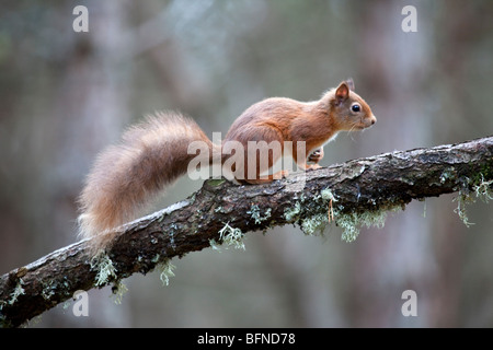 Scoiattolo rosso Sciurus vulgaris in Scottish Cairngorms pineta appollaiato sul ramo di albero. Foto Stock