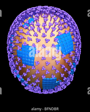 Tridimensionale a computer generato il modello della struttura del virus H1N1 di influenza suina particella di virus. Foto Stock