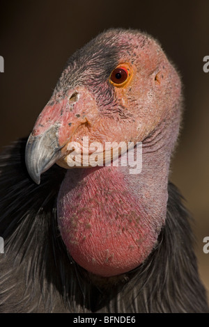 California Condor (Gymnogyps californianus) - Captive - California - USA - IUCN designato le specie in via di estinzione Foto Stock