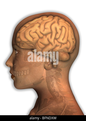 Illustrazione del cervello umano sovrapposta una testa femminile Foto Stock