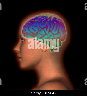 Illustrazione del cervello umano mostrato nella vista laterale sovrapposta una testa femminile Foto Stock