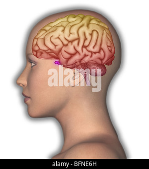 Illustrazione del cervello umano mostrato nella vista laterale sovrapposta una testa femminile Foto Stock