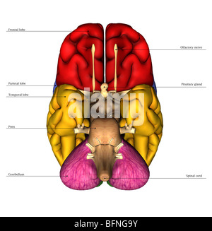 Immagine della parte inferiore del cervello umano Foto Stock