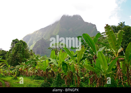 Piante di Banana lungo una strada sul retro, interni di Moorea, Tahiti. Foto Stock
