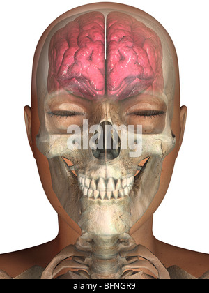 Illustrazione del cervello umano e il cranio visto entro una testa trasparente Foto Stock