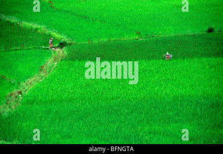 I campi di riso, Paro, Rinpung Dzong. Il Bhutan Foto Stock