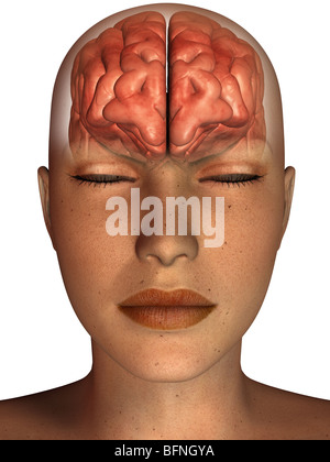 Illustrazione del cervello umano visto entro una testa trasparente Foto Stock