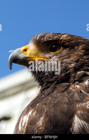 Falco di Harris Parabuteo unicinctus famiglia Accipitridae un raptor o un uccello da preda Foto Stock