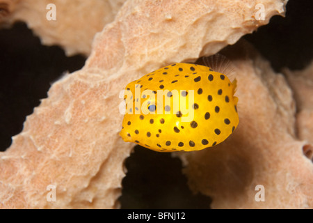 Giallo (Boxfish ostracion cubicus) capretti nuotare vicino a Coral nello stretto di Lembeh, Nord Sulawesi, Indonesia Foto Stock