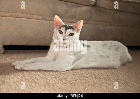 Gatto Bianco giacente sul tappeto. Signor © Myrleen Pearson Foto Stock