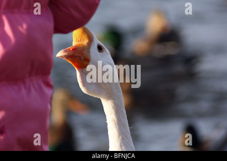 Oca Bianca, Anser anser domesticus o Anser cygnoides, elemosinare il pane. Foto Stock