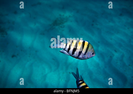 Abudefduf saxatilis sergente Major, Oceano Atlantico, Cuba Foto Stock