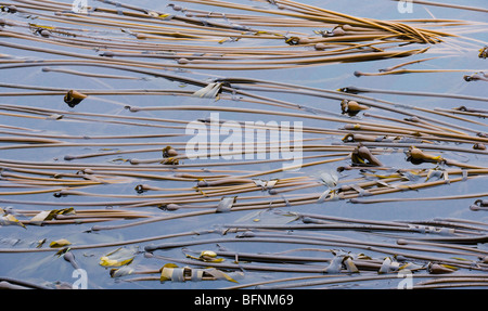 Una foresta di kelp off shore di Lopez isola a Shark Reef. Washington, Stati Uniti d'America. Foto Stock