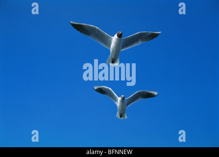 Due gabbiani che volano; Bombay; Mumbai; Maharashtra; India; asia Foto Stock