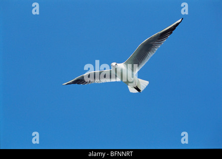 Volo di gabbiano ; Bombay ; Mumbai ; Maharashtra ; India ; asia Foto Stock