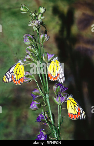 IKA 60243 : insetti Farfalle ; tre comuni indiana jezebel Delias eucharis sui fiori Foto Stock