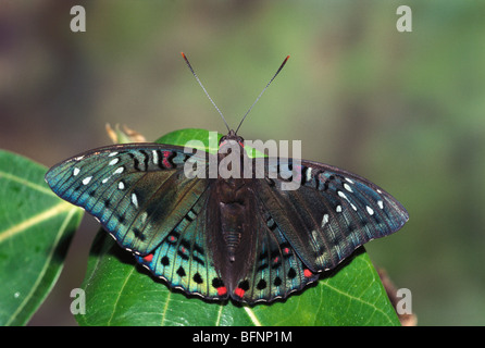 Farfalla; barone indiano gaudy; euthalia lubrentina; foglia verde Foto Stock