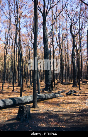 Una foresta priva di understorey e tettoia coprire dopo un incendio intenso. Foto Stock