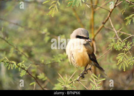 Gamberetti a coda lunga; gamberetti rufosi; lanius schach; Parco Nazionale di Keoladeo; Santuario degli Uccelli del Ghana; Bharatpur; Rajasthan; India; asia Foto Stock